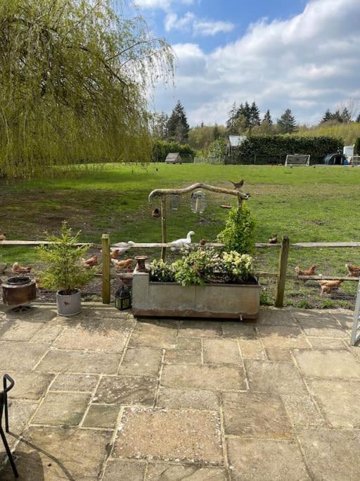 Forest View Shepherd Hut Ewhurst Екстер'єр фото